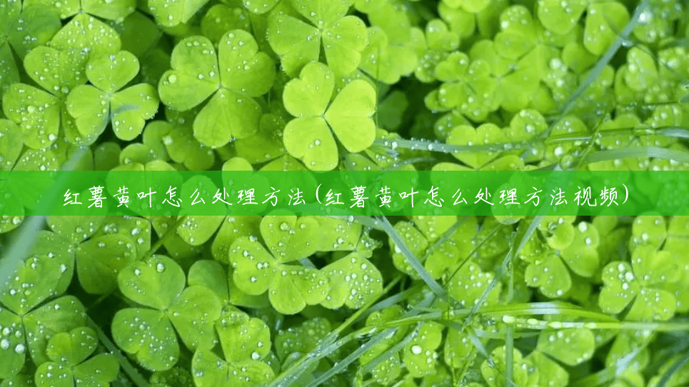 红薯黄叶怎么处理方法(红薯黄叶怎么处理方法视频) 红薯黄叶怎么处理方法(红薯黄叶怎么处理方法视频)