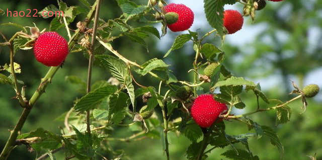epc3evs1qvl1796.jpg