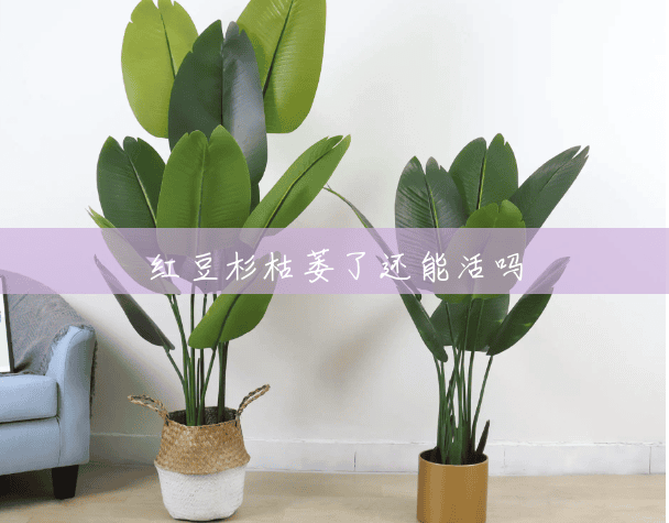 红豆杉枯萎了还能活吗 红豆杉枯萎了还能活吗