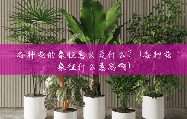 各种花的象征意义是什么?(各种花象征什么意思啊) 各种花的象征意义是什么?(各种花象征什么意思啊)