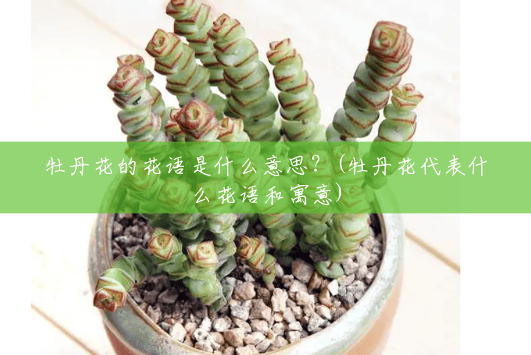 牡丹花的花语是什么意思?(牡丹花代表什么花语和寓意) 牡丹花的花语是什么意思?(牡丹花代表什么花语和寓意)