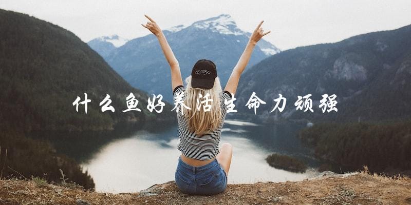养鱼新手必看:这些鱼种生命力顽强,好养又耐养! 养鱼新手必看:这些鱼种生命力顽强,好养又耐养!