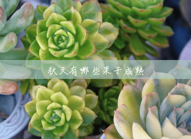 秋天有哪些果子成熟 秋天有哪些果子成熟