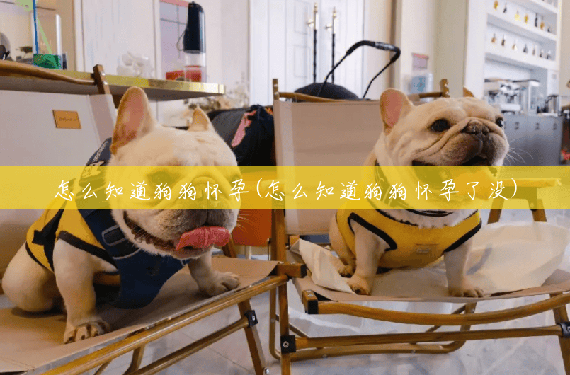 怎么知道狗狗怀孕(怎么知道狗狗怀孕了没) 怎么知道狗狗怀孕(怎么知道狗狗怀孕了没)