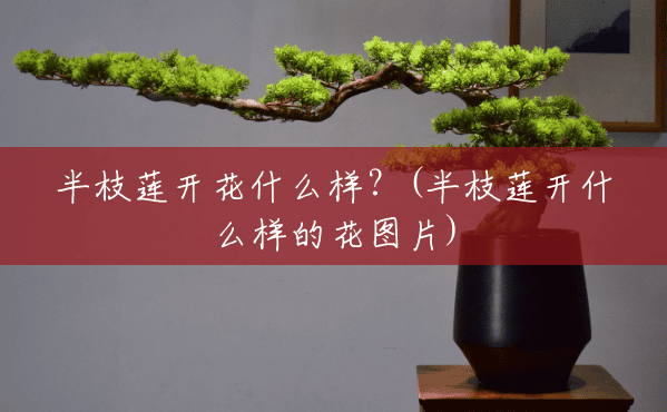 半枝莲开花什么样?(半枝莲开什么样的花图片) 半枝莲开花什么样?(半枝莲开什么样的花图片)