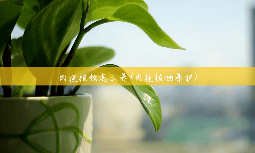 肉桂植物怎么养(肉桂植物养护) 肉桂植物怎么养(肉桂植物养护)