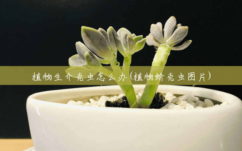 植物生介壳虫怎么办(植物蚧壳虫图片) 植物生介壳虫怎么办(植物蚧壳虫图片)