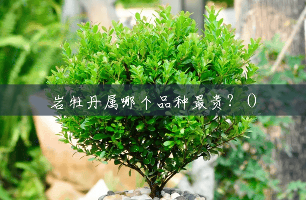岩牡丹属哪个品种最贵?() 岩牡丹属哪个品种最贵?()
