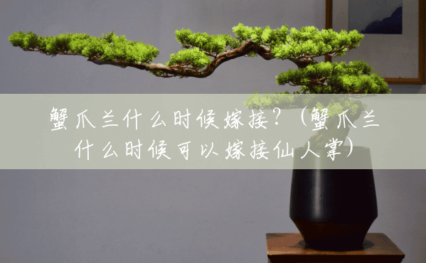 蟹爪兰什么时候嫁接?(蟹爪兰什么时候可以嫁接仙人掌) 蟹爪兰什么时候嫁接?(蟹爪兰什么时候可以嫁接仙人掌)