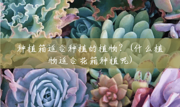 种植箱适合种植的植物?(什么植物适合花箱种植呢) 种植箱适合种植的植物?(什么植物适合花箱种植呢)