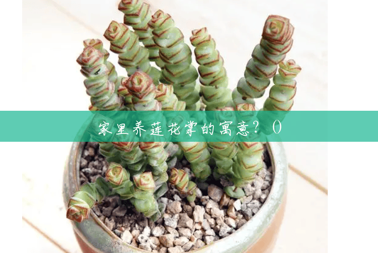 家里养莲花掌的寓意?() 家里养莲花掌的寓意?()