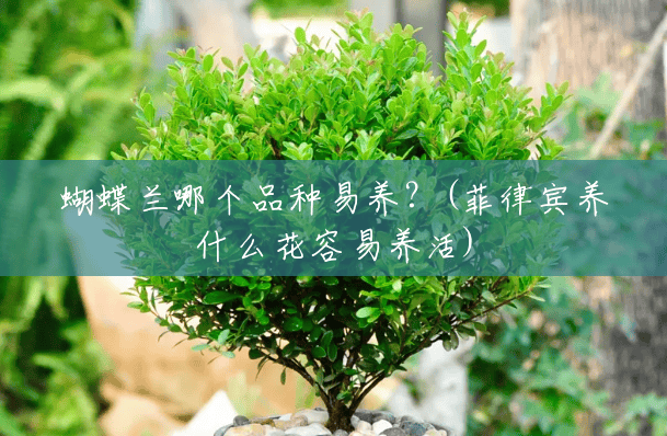 蝴蝶兰哪个品种易养?(菲律宾养什么花容易养活) 蝴蝶兰哪个品种易养?(菲律宾养什么花容易养活)