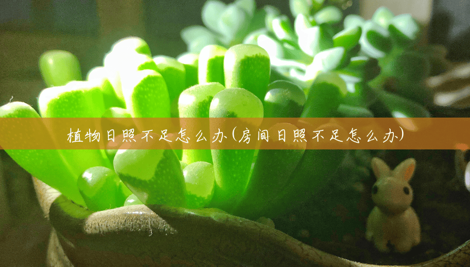 植物日照不足怎么办(房间日照不足怎么办) 植物日照不足怎么办(房间日照不足怎么办)