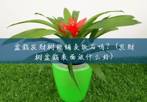 盆栽发财树能铺麦饭石吗？(发财树盆栽表面放什么好)