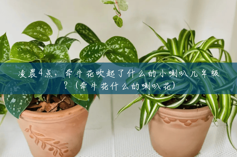凌晨4点,牵牛花吹起了什么的小喇叭几年级?(牵牛花什么的喇叭花) 凌晨4点,牵牛花吹起了什么的小喇叭几年级?(牵牛花什么的喇叭花)