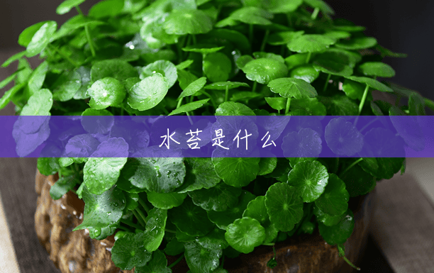 水苔是什么