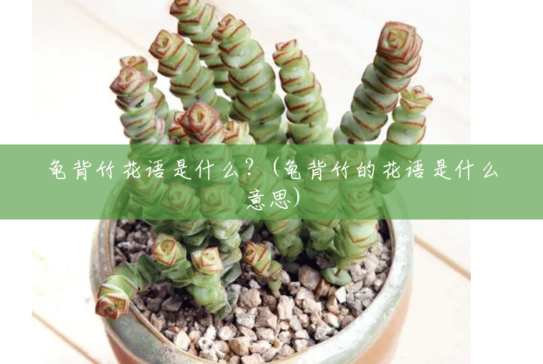 龟背竹花语是什么?(龟背竹的花语是什么意思) 龟背竹花语是什么?(龟背竹的花语是什么意思)