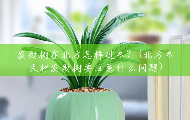 发财树在北方怎样过冬?(北方冬天种发财树要注意什么问题) 发财树在北方怎样过冬?(北方冬天种发财树要注意什么问题)