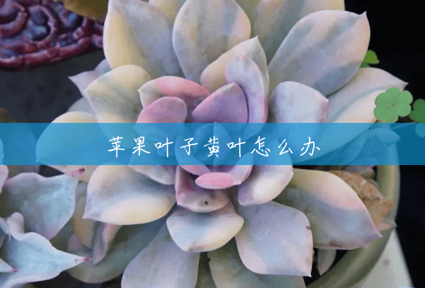 苹果叶子黄叶怎么办 苹果叶子黄叶怎么办