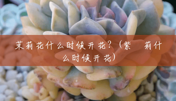 茉莉花什么时候开花?(紫苿莉什么时候开花) 茉莉花什么时候开花?(紫苿莉什么时候开花)