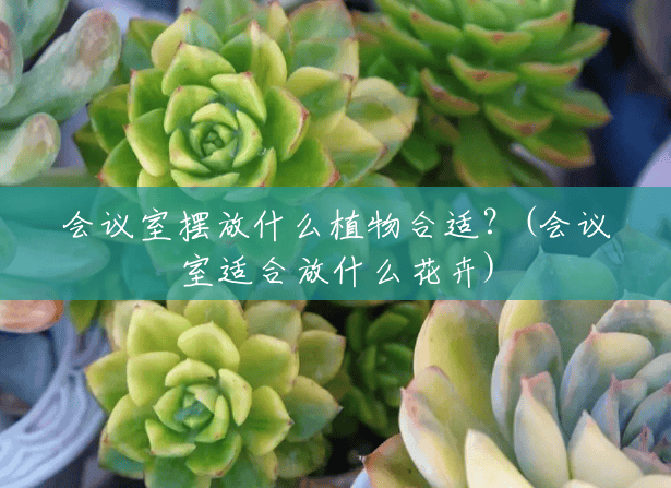 会议室摆放什么植物合适?(会议室适合放什么花卉) 会议室摆放什么植物合适?(会议室适合放什么花卉)