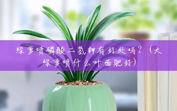 绿萝喷磷酸二氢钾有好处吗?(大绿萝喷什么叶面肥好) 绿萝喷磷酸二氢钾有好处吗?(大绿萝喷什么叶面肥好)