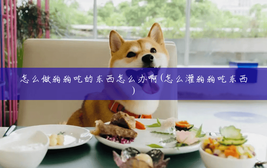 怎么做狗狗吃的东西怎么办啊(怎么灌狗狗吃东西)