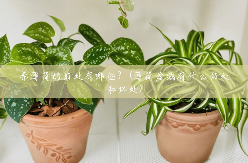 养薄荷的好处有哪些?(薄荷盆栽有什么好处和坏处) 养薄荷的好处有哪些?(薄荷盆栽有什么好处和坏处)