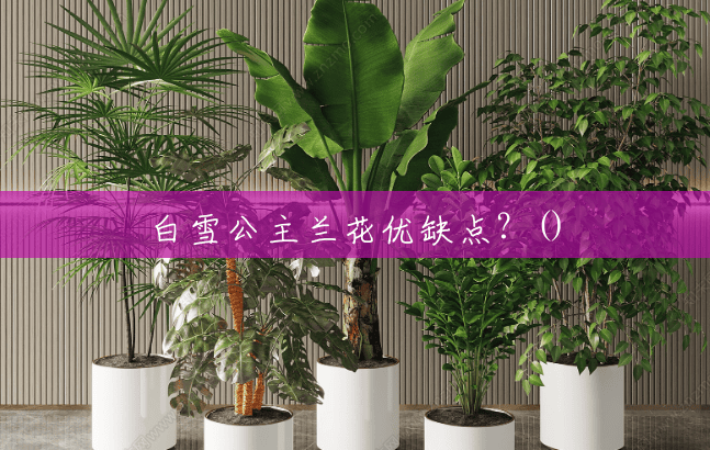 白雪公主兰花优缺点?() 白雪公主兰花优缺点?()
