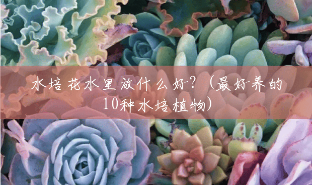 水培花水里放什么好?(最好养的10种水培植物) 水培花水里放什么好?(最好养的10种水培植物)