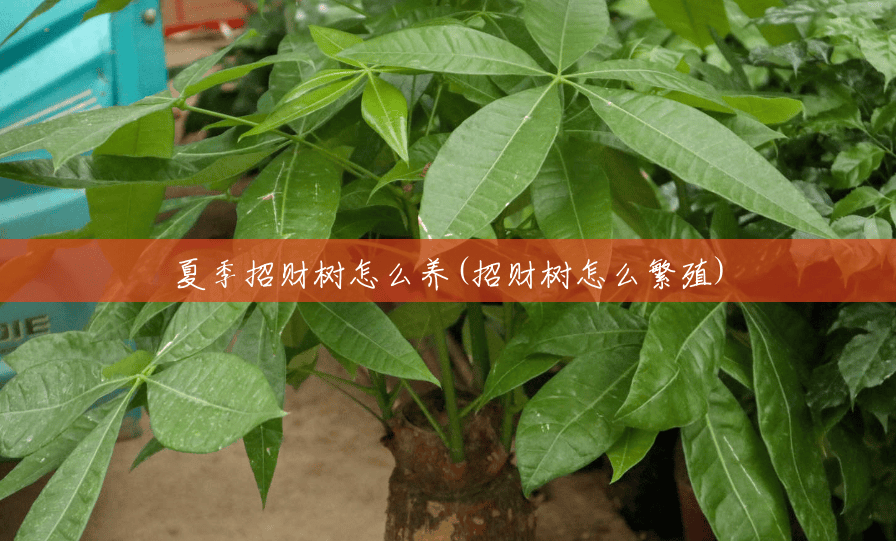 夏季招财树怎么养(招财树怎么繁殖) 夏季招财树怎么养(招财树怎么繁殖)