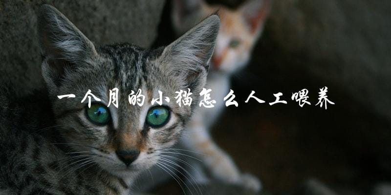 如何人工喂养一个月大的小猫? 如何人工喂养一个月大的小猫?