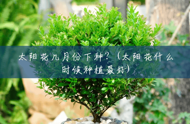 太阳花几月份下种？(太阳花什么时候种植最好)