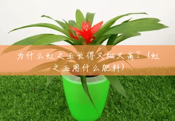 为什么虹之玉长得又细又高?(虹之玉用什么肥料) 为什么虹之玉长得又细又高?(虹之玉用什么肥料)