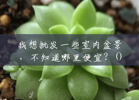 我想批发一些室内盆景,不知道哪里便宜?() 我想批发一些室内盆景,不知道哪里便宜?()