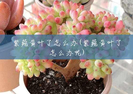 紫菀黄叶了怎么办(紫菀黄叶了怎么办呢)