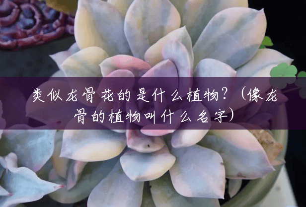 类似龙骨花的是什么植物?(像龙骨的植物叫什么名字) 类似龙骨花的是什么植物?(像龙骨的植物叫什么名字)