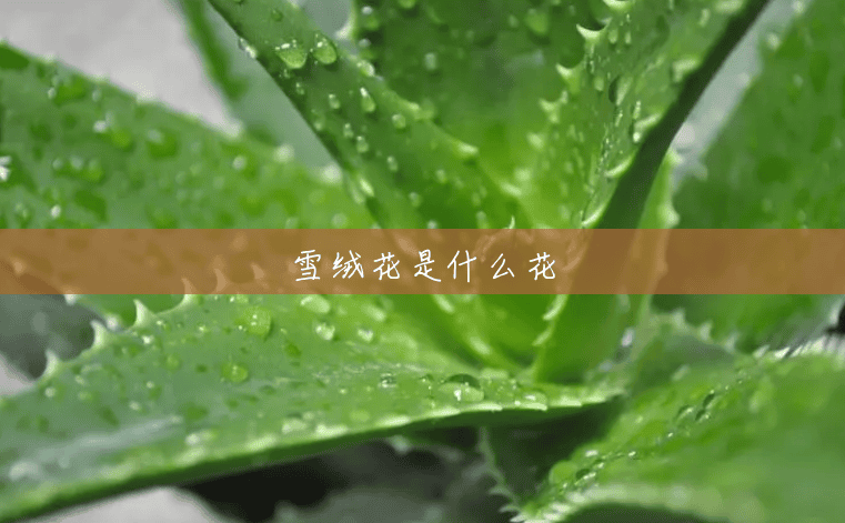 雪绒花是什么花