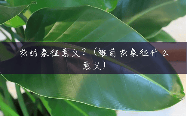 花的象征意义?(雏菊花象征什么意义) 花的象征意义?(雏菊花象征什么意义)