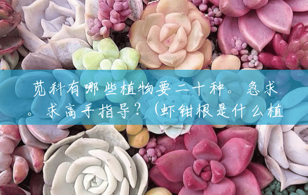 苋科有哪些植物要二十种。急求。求高手指导?(虾钳根是什么植物图片) 苋科有哪些植物要二十种。急求。求高手指导?(虾钳根是什么植物图片)