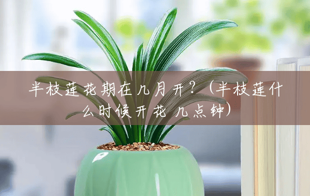 半枝莲花期在几月开?(半枝莲什么时候开花 几点钟) 半枝莲花期在几月开?(半枝莲什么时候开花 几点钟)