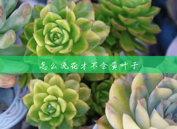怎么浇花才不会黄叶子 怎么浇花才不会黄叶子