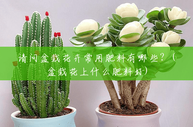 请问盆栽花卉常用肥料有哪些?(盆栽花上什么肥料好) 请问盆栽花卉常用肥料有哪些?(盆栽花上什么肥料好)