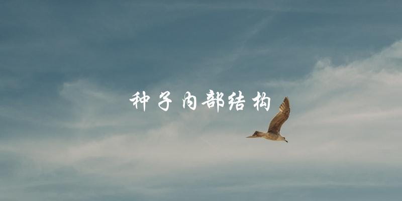 种子内部结构 种子内部结构