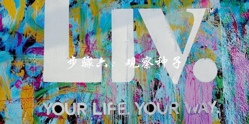 步骤六:观察种子 步骤六:观察种子