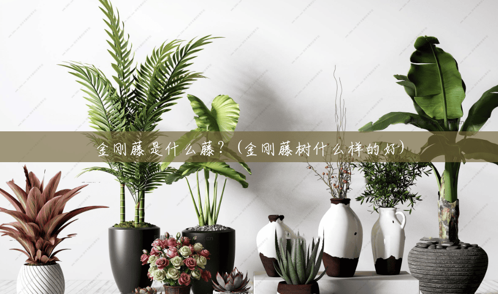 金刚藤是什么藤?(金刚藤树什么样的好) 金刚藤是什么藤?(金刚藤树什么样的好)