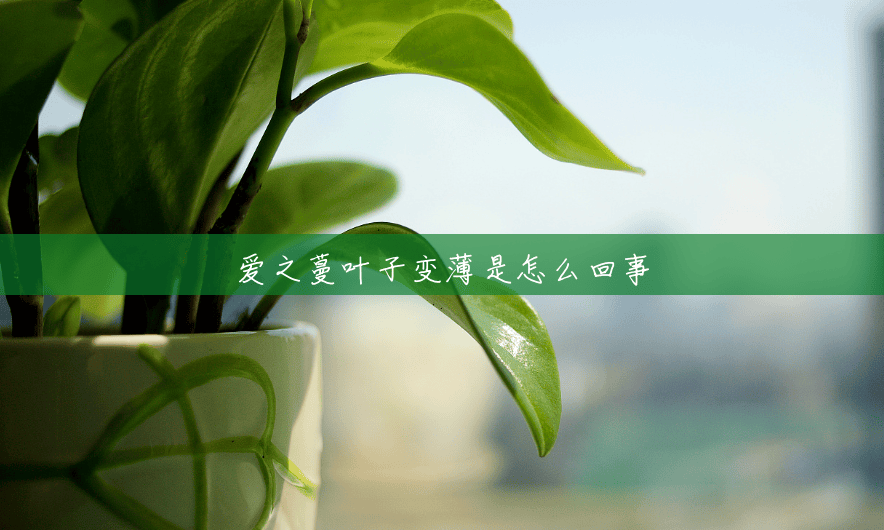 爱之蔓叶子变薄是怎么回事 爱之蔓叶子变薄是怎么回事