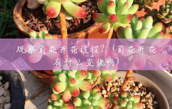 观察菊花开花过程?(菊花开花有什么变化吗) 观察菊花开花过程?(菊花开花有什么变化吗)