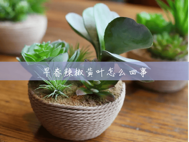 早春辣椒黄叶怎么回事 早春辣椒黄叶怎么回事