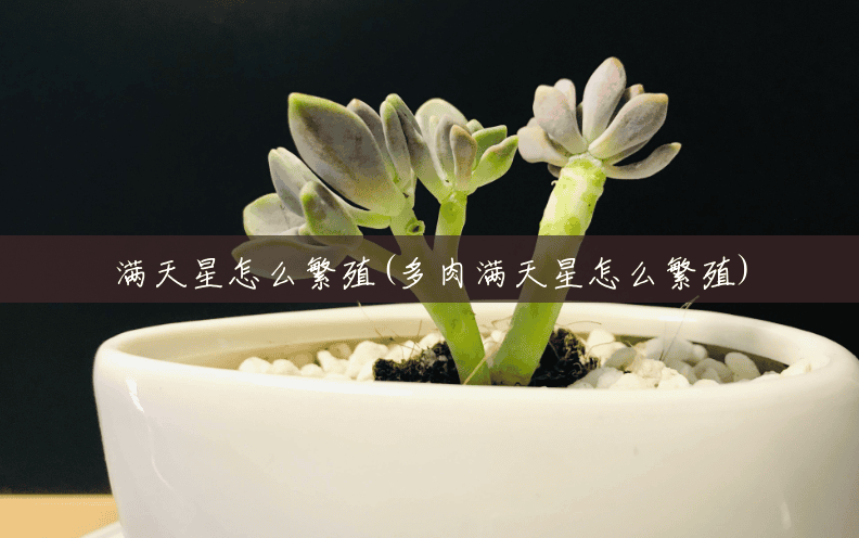 满天星怎么繁殖(多肉满天星怎么繁殖) 满天星怎么繁殖(多肉满天星怎么繁殖)
